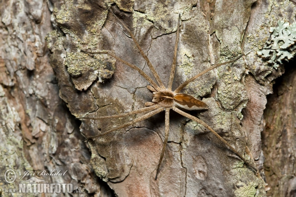 Nursery Web Spiders (Pisaura mirabilis)