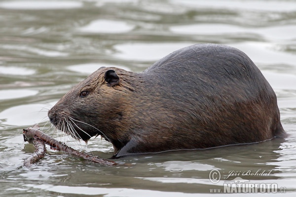 Nutria, Coypu (Myocastor coypus)