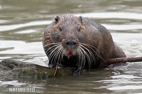 Nutria, Coypu (Myocastor coypus)