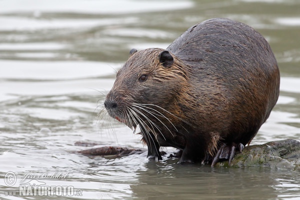 Nutria, Coypu (Myocastor coypus)