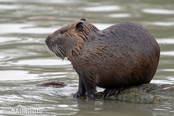 Nutria, Coypu (Myocastor coypus)