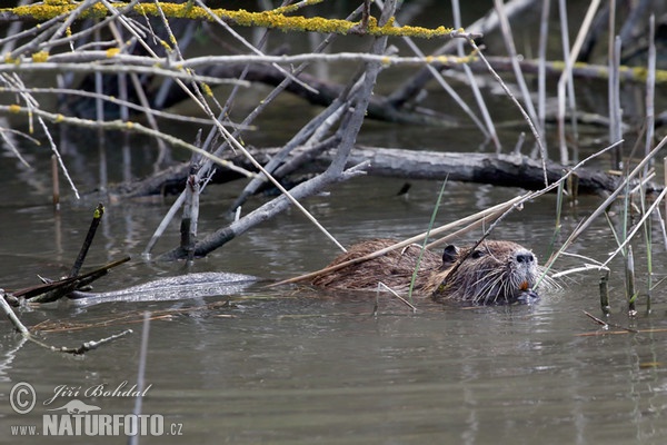 Nutria, Coypu (Myocastor coypus)