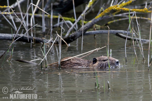 Nutria, Coypu (Myocastor coypus)