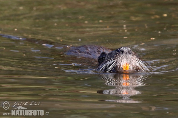 Nutria, Coypu (Myocastor coypus)