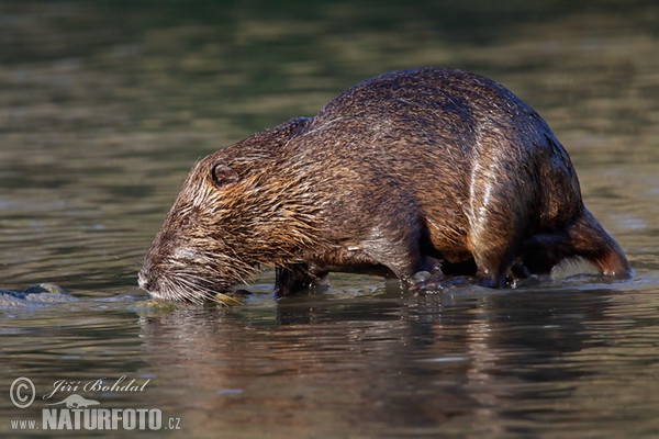 Nutria, Coypu (Myocastor coypus)