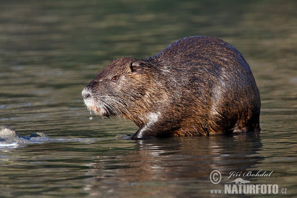 Nutria, Coypu (Myocastor coypus)