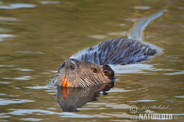 Nutria, Coypu (Myocastor coypus)