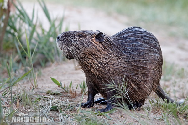 Nutria, Coypu (Myocastor coypus)