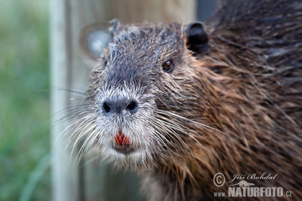 Nutria, Coypu (Myocastor coypus)