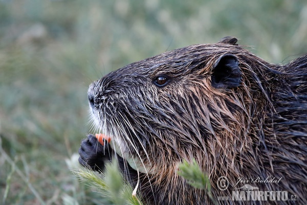 Nutria, Coypu (Myocastor coypus)