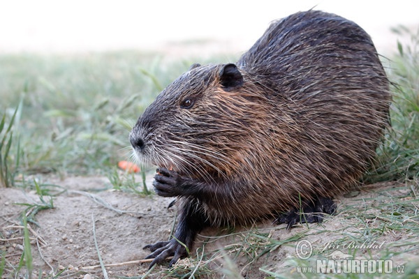 Nutria, Coypu (Myocastor coypus)