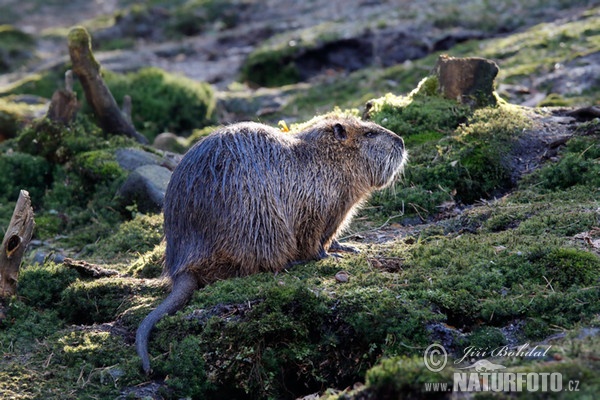 Nutria, Coypu (Myocastor coypus)