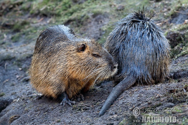 Nutria, Coypu (Myocastor coypus)