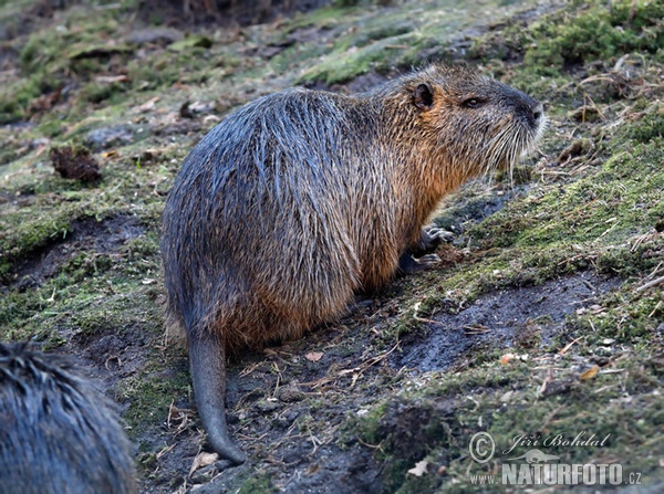 Nutria, Coypu (Myocastor coypus)