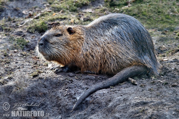 Nutria, Coypu (Myocastor coypus)