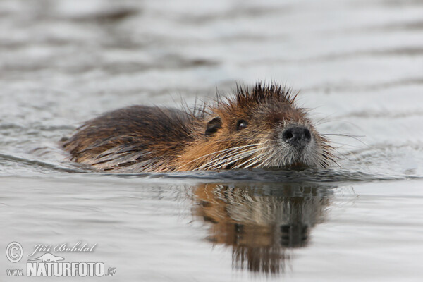 Nutria, Coypu (Myocastor coypus)