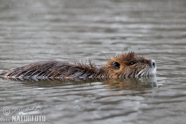 Nutria, Coypu (Myocastor coypus)