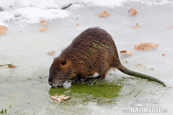 Nutria, Coypu (Myocastor coypus)