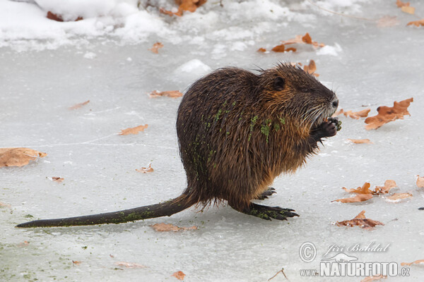 Nutria, Coypu (Myocastor coypus)