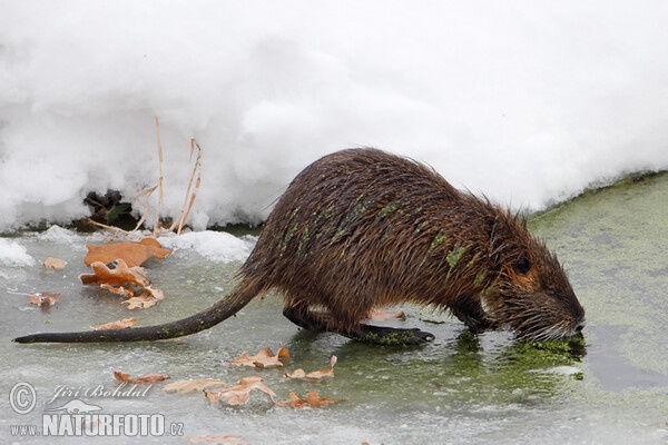 Nutria, Coypu (Myocastor coypus)