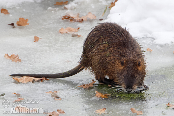 Nutria, Coypu (Myocastor coypus)