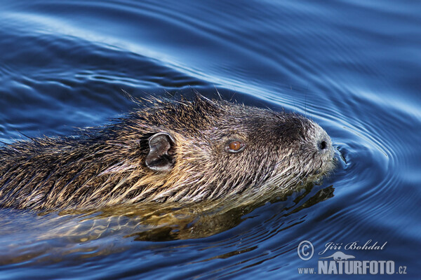 Nutria