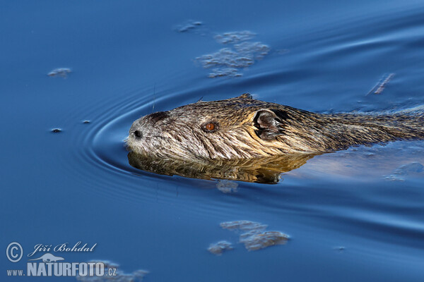 Nutria