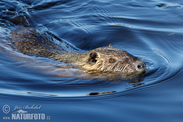 Nutria
