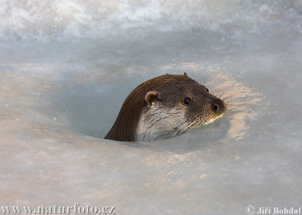 Nutria europea