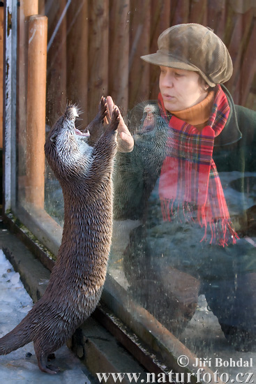 Nutria europea