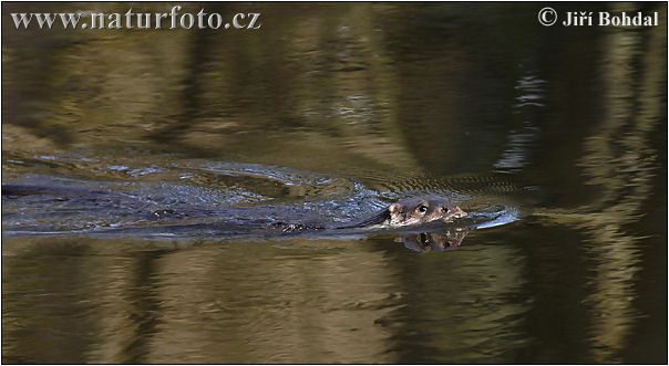 Nutria europea