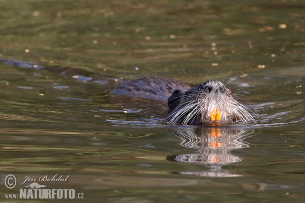 Nutrie