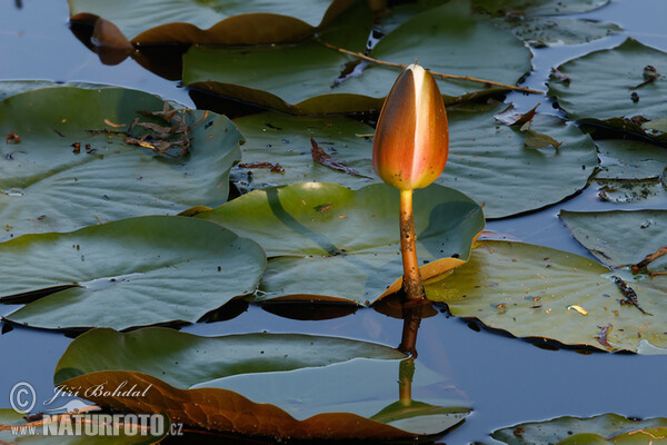 Nymphaea candida