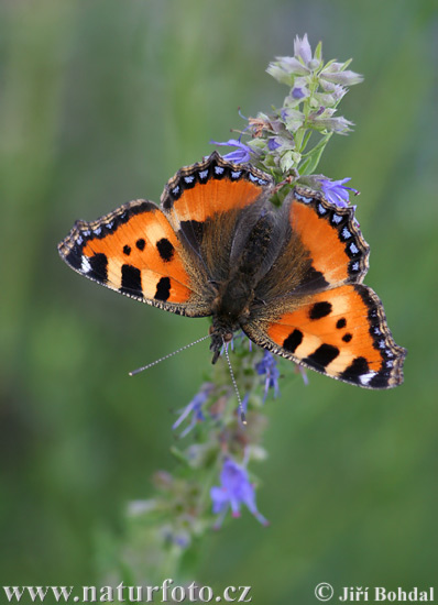 Nymphalis urticae