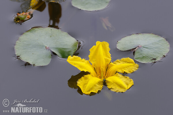 Nymphoides peltata