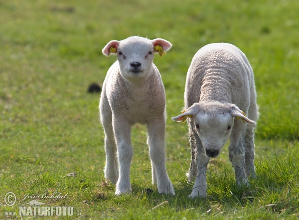 Oaie domestică