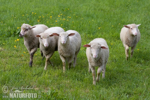 Oaie domestică