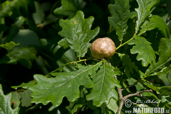 Oak Apple Gall Wasp (Biorrhiza pallida)