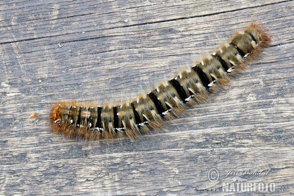 Oak Eggar (Lasiocampa quercus)