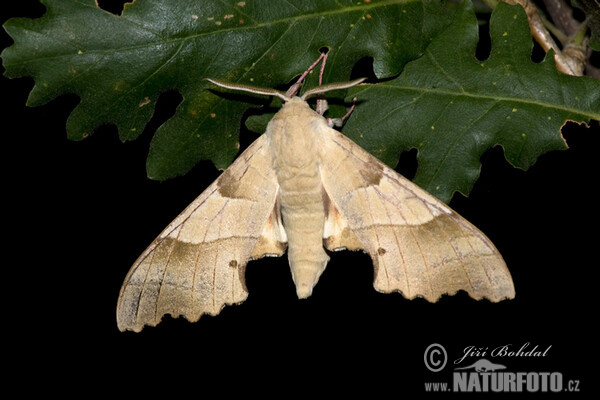 Oak Hawkmoth (Marumba quercus)