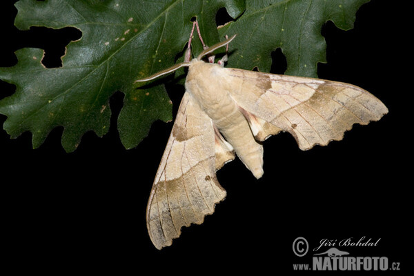 Oak Hawkmoth (Marumba quercus)