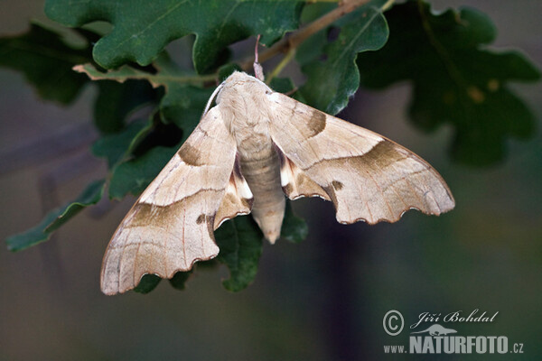 Oak Hawkmoth (Marumba quercus)