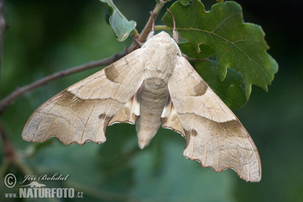 Oak Hawkmoth (Marumba quercus)