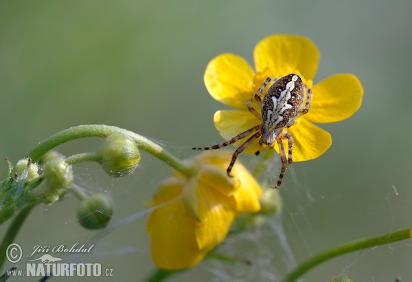 Oak Spider (Aculepeira ceropegia)