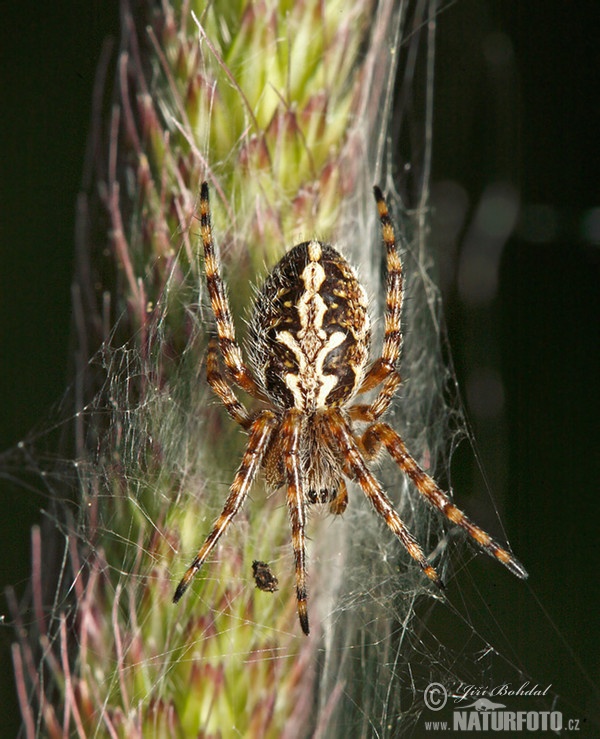 Oak Spider (Aculepeira ceropegia)