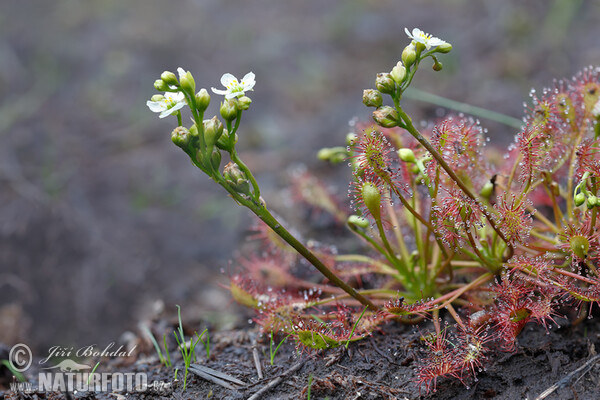 Oblong-leaved Sundew (Drosera intermedia)