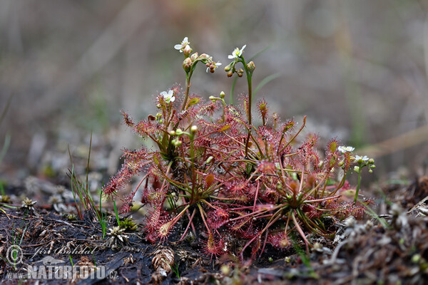 Oblong-leaved Sundew (Drosera intermedia)