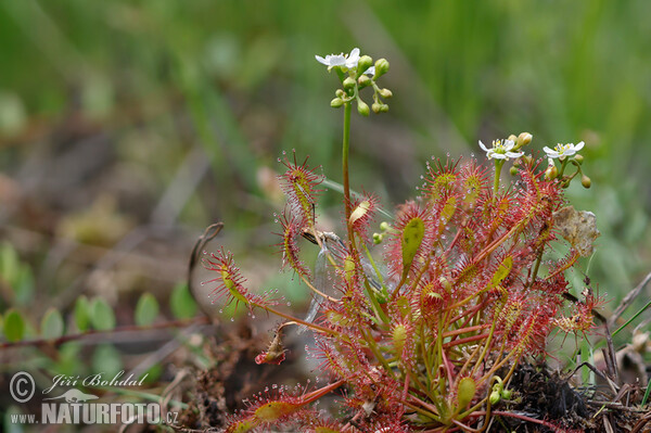 Oblong-leaved Sundew (Drosera intermedia)