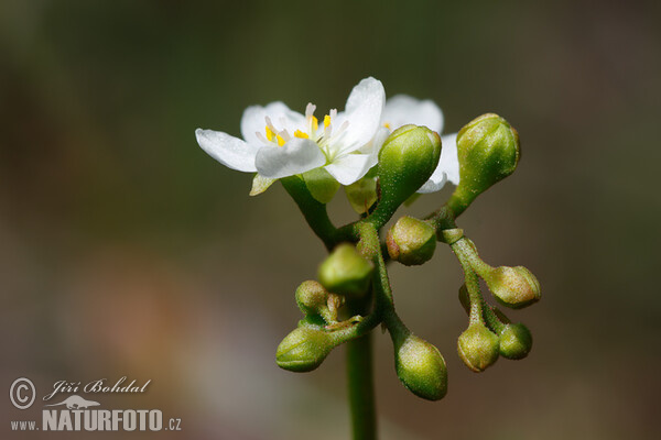 Oblong-leaved Sundew (Drosera intermedia)