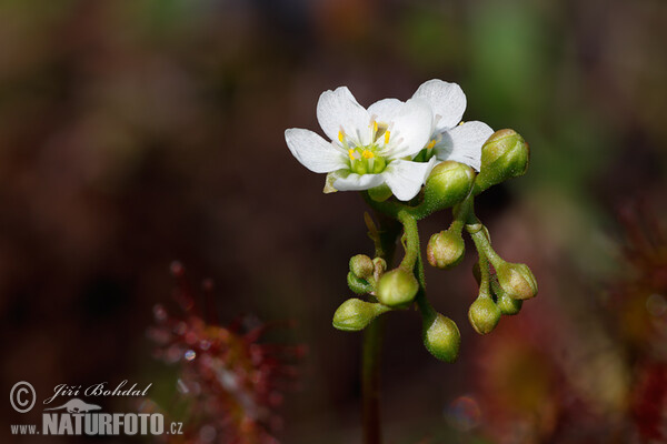 Oblong-leaved Sundew (Drosera intermedia)